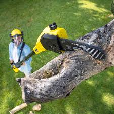Best Grass Overseeding  in Bowling Green, KY