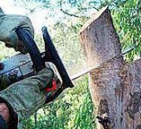 How Our Tree Care Process Works  in  Bowling Green, KY