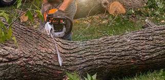  Bowling Green, KY Tree Care Pros