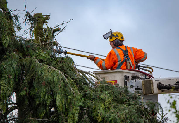 Best Tree Maintenance Programs  in Bowling Green, KY