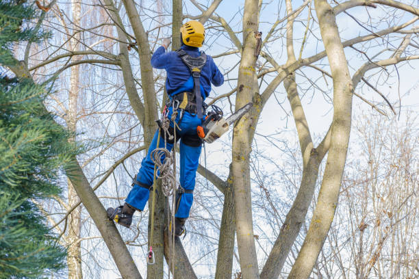 Reliable Bowling Green, KY Tree Care Solutions