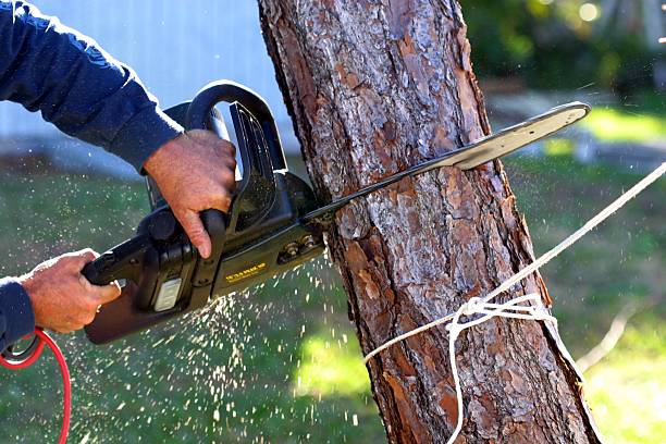 Best Tree and Shrub Care  in Bowling Green, KY