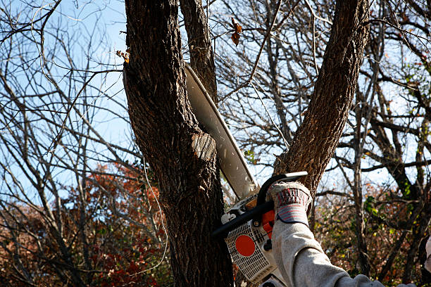 Best Seasonal Cleanup (Spring/Fall)  in Bowling Green, KY