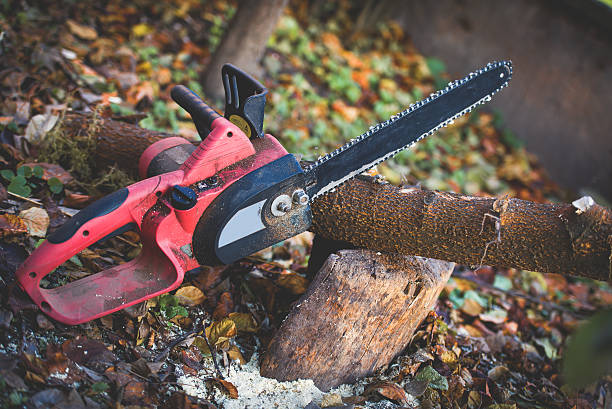 Best Fruit Tree Pruning  in Bowling Green, KY