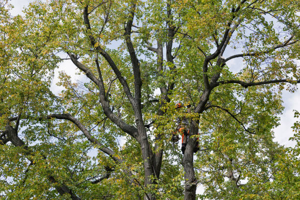 Best Tree Cabling and Bracing  in Bowling Green, KY